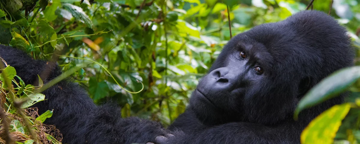Uganda Gorilla Safari Adventures