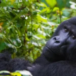 Uganda Gorilla Safari Adventures