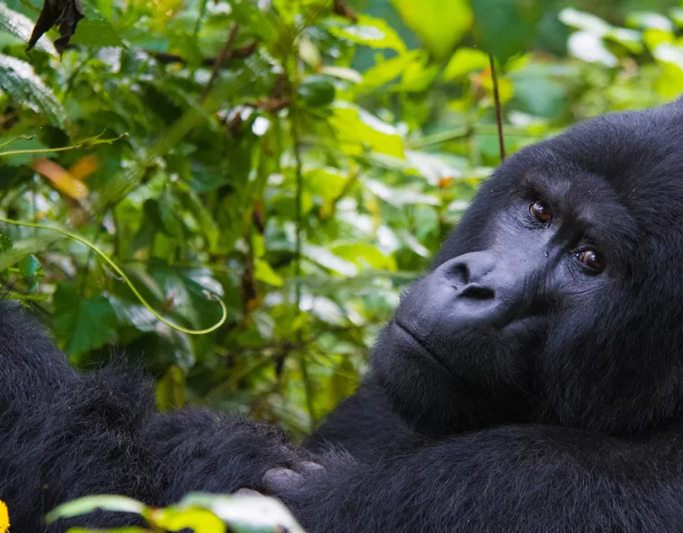 Uganda Gorilla Safari Adventures