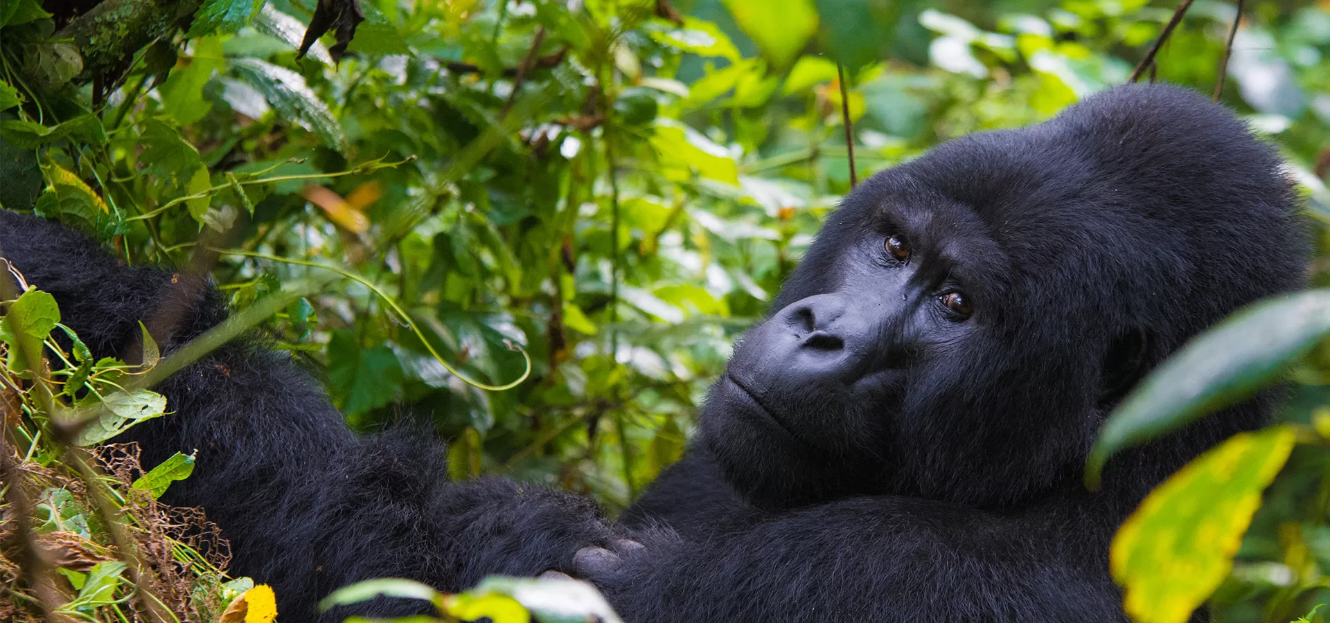 Uganda Gorilla Safari Adventures