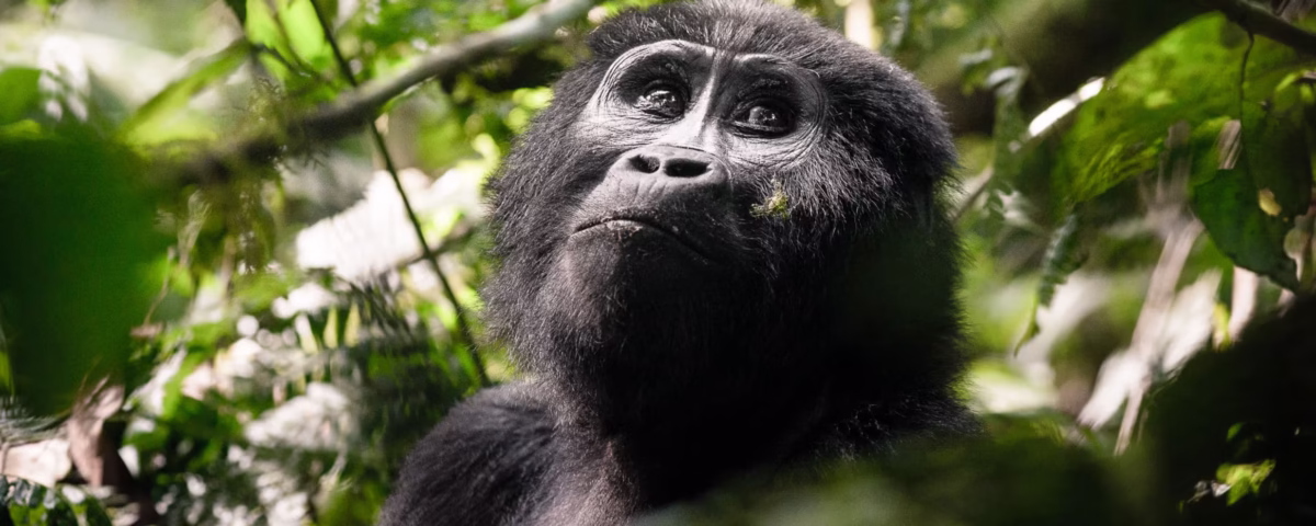 3 Days Uganda Gorilla Trekking Safari from Kigali City