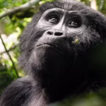 3 Days Uganda Gorilla Trekking Safari from Kigali City