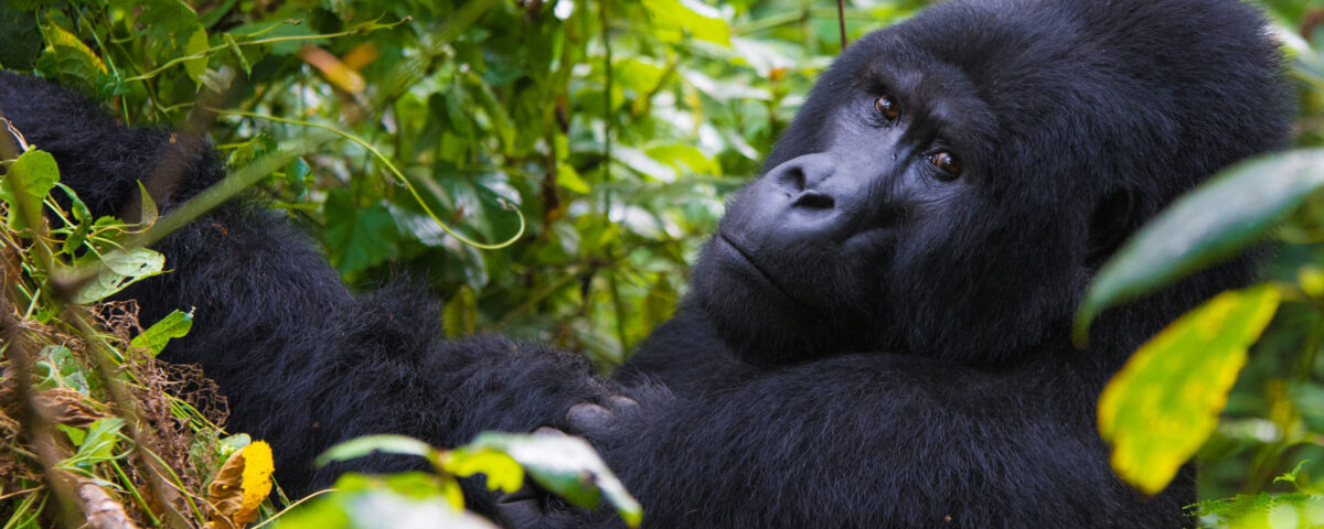 7 Days Uganda Big Five and Primates Safari