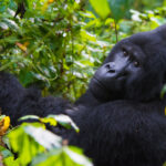 7 Days Uganda Big Five and Primates Safari