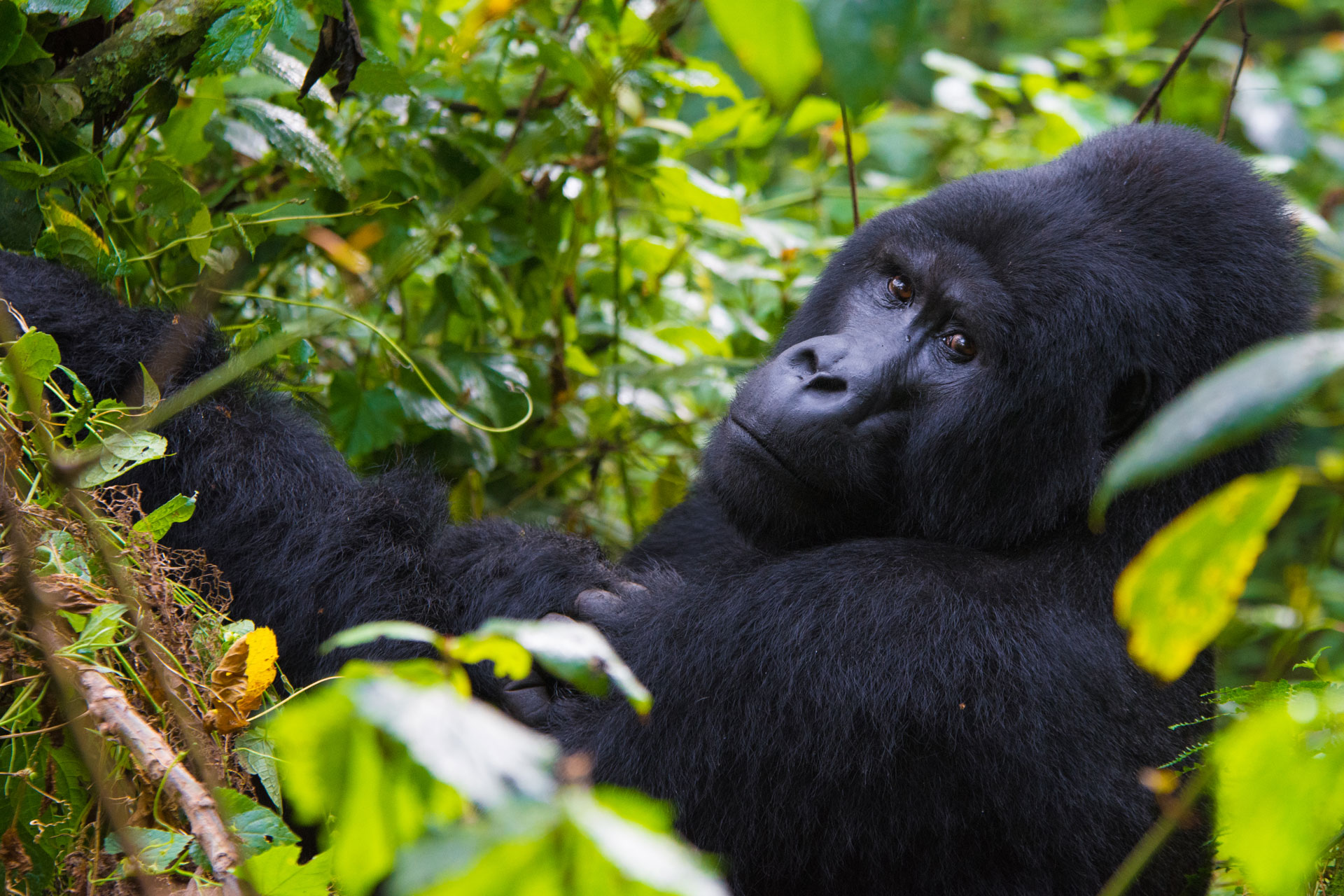 7 Days Uganda Big Five and Primates Safari