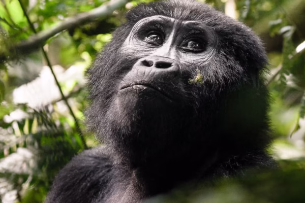 3 Days Uganda Gorilla Trekking Safari from Kigali City