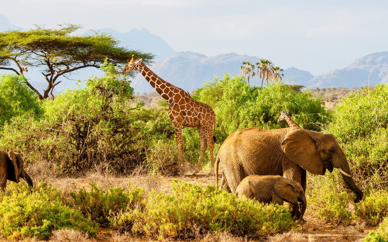 10-Day Mid Range Best of Kenya Safari