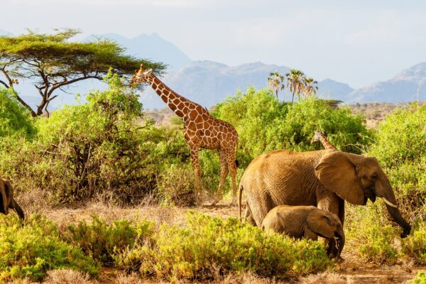 10-Day Mid Range Best of Kenya Safari