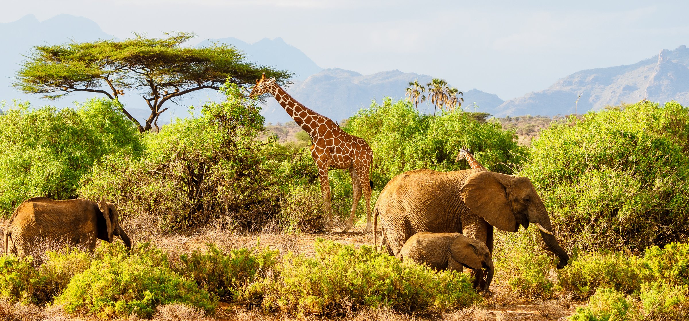10-Day Mid Range Best of Kenya Safari