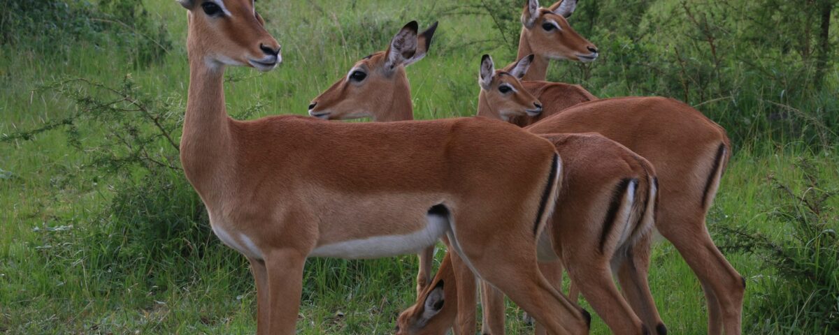 Lake Mburo National Park