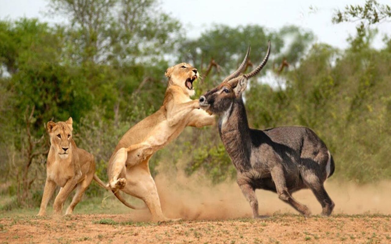 8-Day Kenya Big Five Safari Holiday