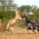 8-Day Kenya Big Five Safari Holiday