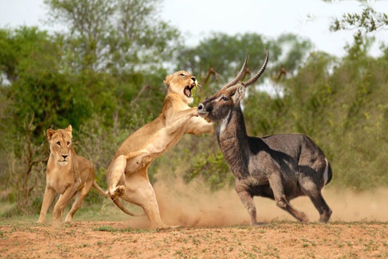 8-Day Kenya Big Five Safari Holiday