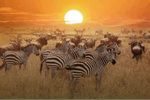 9-Day Magical Kenya Wildlife Safari and Beach Holiday