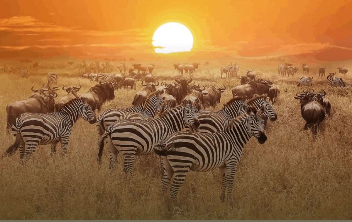9-Day Magical Kenya Wildlife Safari and Beach Holiday