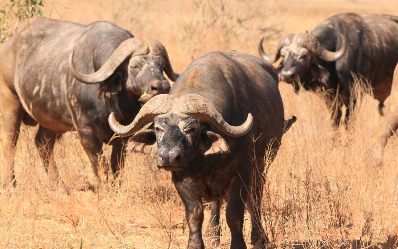 10-Day Legends Kenya Wildlife & Cultural Safari