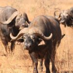 10-Day Legends Kenya Wildlife & Cultural Safari