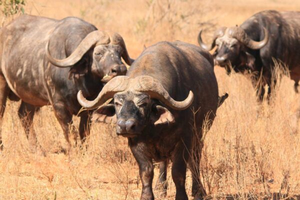 10-Day Legends Kenya Wildlife & Cultural Safari