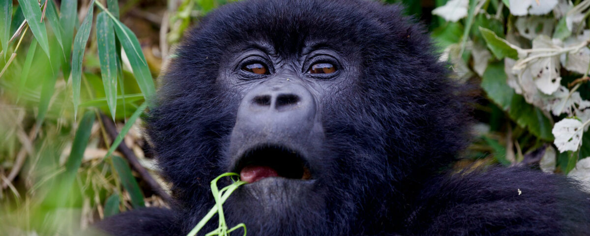 3 Days Rwanda Gorilla Trekking Safari