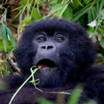 3 Days Rwanda Gorilla Trekking Safari