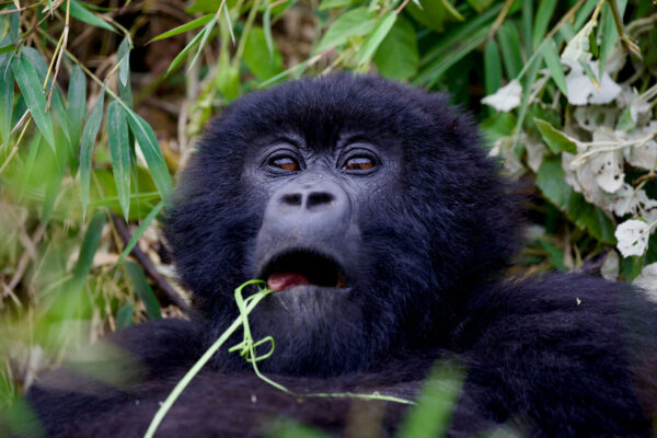 3 Days Rwanda Gorilla Trekking Safari