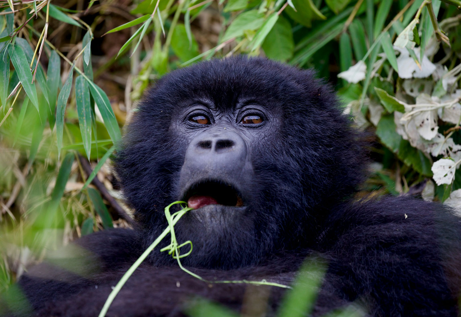 3 Days Rwanda Gorilla Trekking Safari