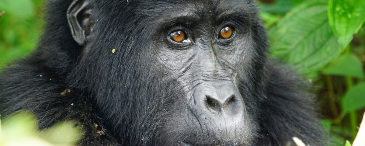 5 Days Rwanda Primates Safari – Gorilla Trekking and Chimpanzee