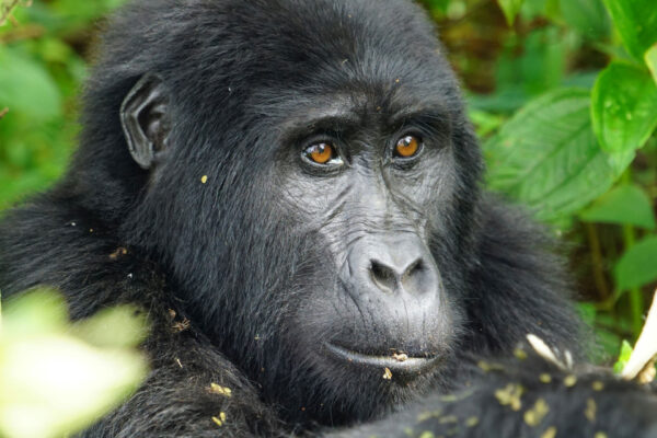 5 Days Rwanda Primates Safari – Gorilla Trekking and Chimpanzee