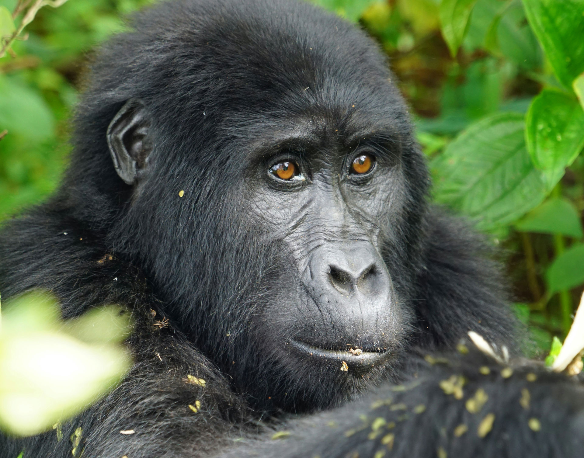 5 Days Rwanda Primates Safari – Gorilla Trekking and Chimpanzee