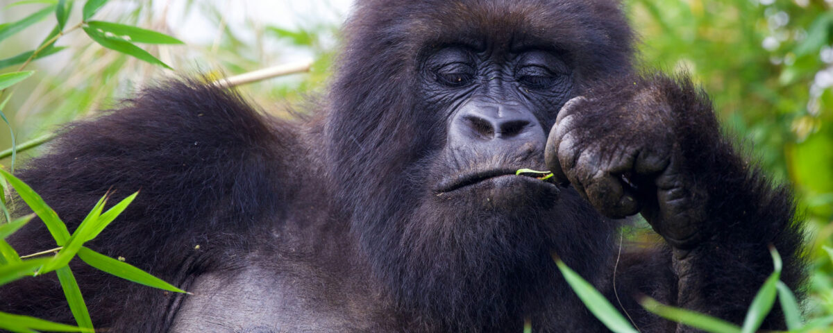 4 Days Bwindi Uganda Gorilla Trekking Safari