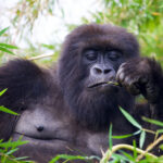 4 Days Bwindi Uganda Gorilla Trekking Safari
