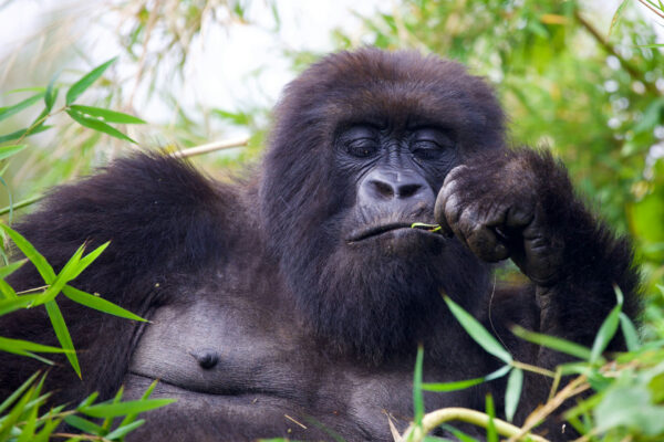 4 Days Bwindi Uganda Gorilla Trekking Safari