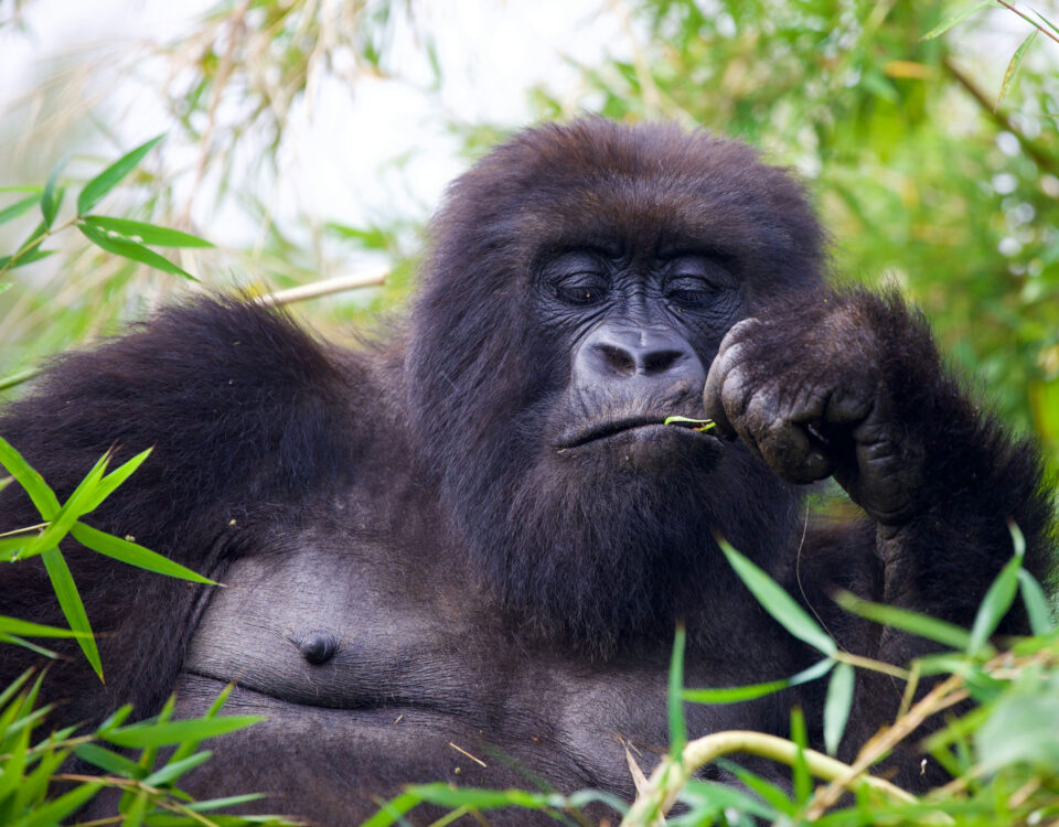 4 Days Bwindi Uganda Gorilla Trekking Safari