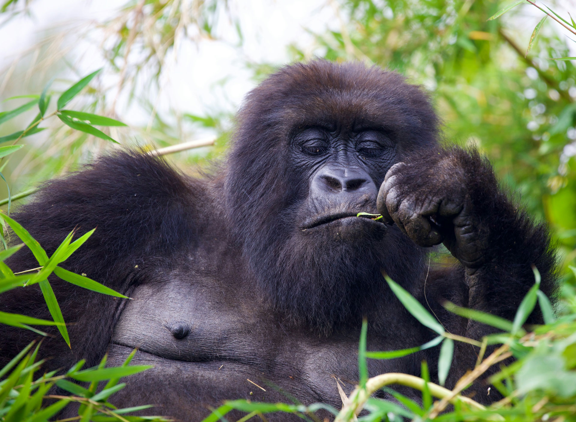 4 Days Bwindi Uganda Gorilla Trekking Safari