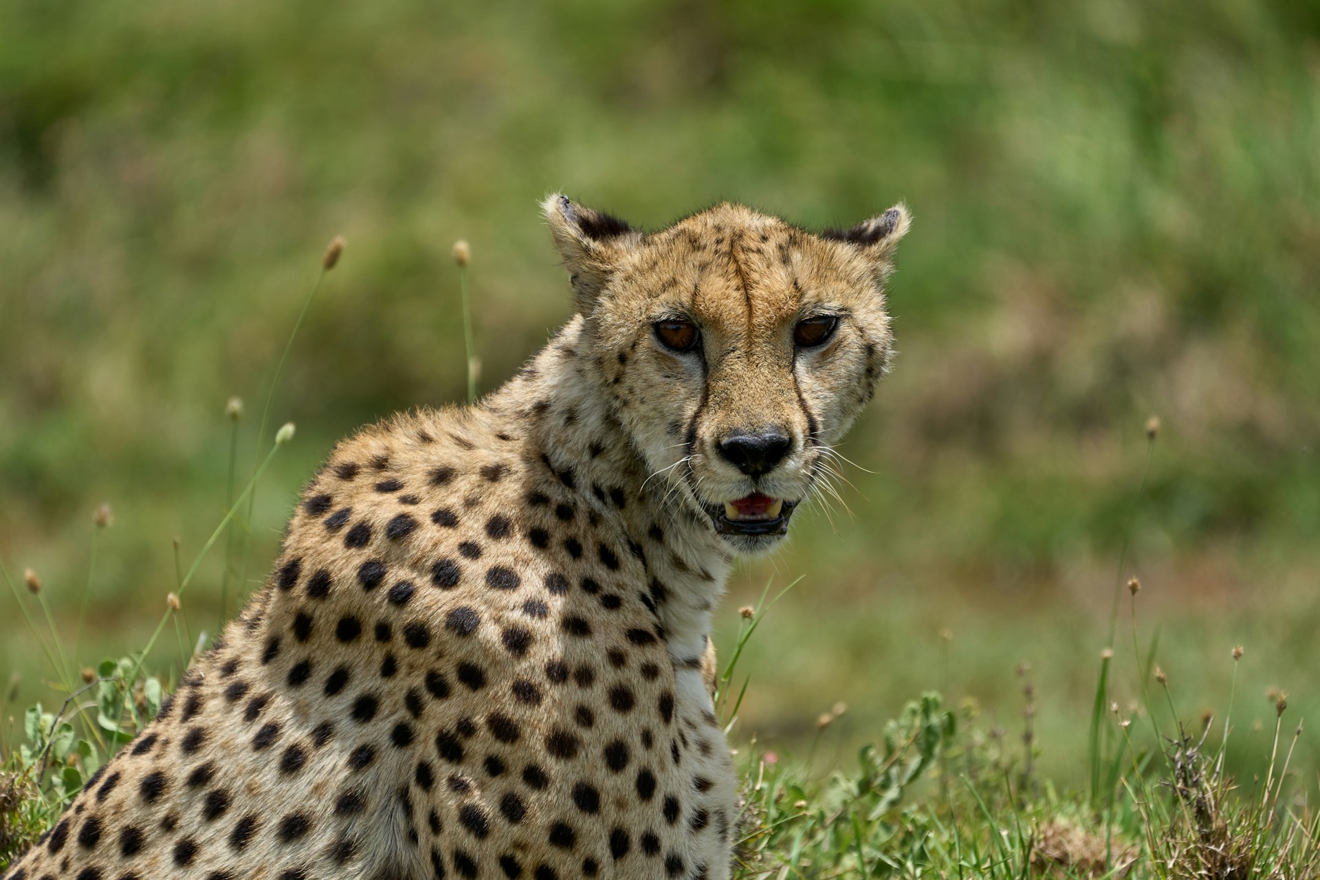 9 Days Uganda Wildlife Safari Experience