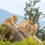 7-Day Kenya Adventure Safari Holiday