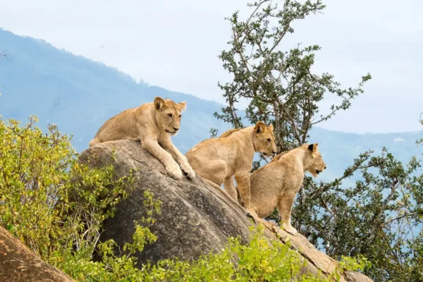 7-Day Kenya Adventure Safari Holiday