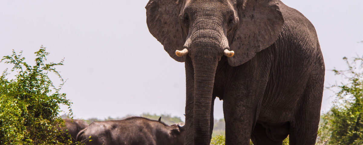 12 Days Uganda Safari Experience