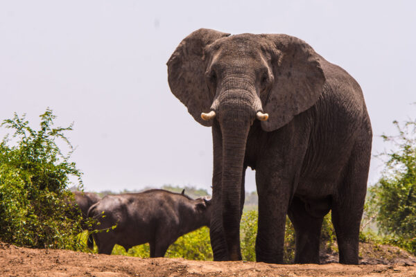 12 Days Uganda Safari Experience