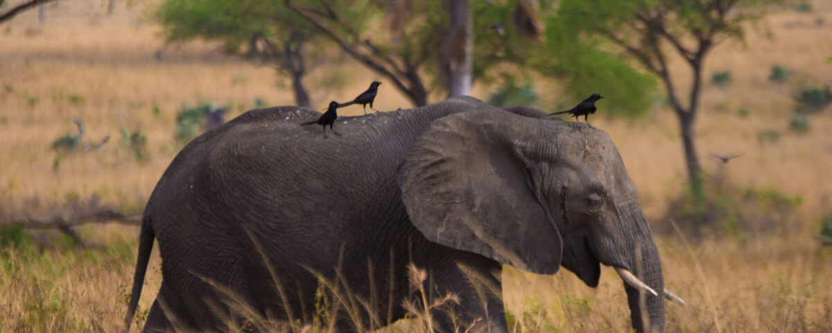 7-Day Off the Beaten Path Kenya Safari