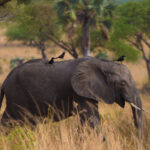 7-Day Off the Beaten Path Kenya Safari