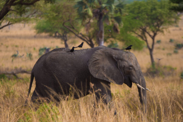 7-Day Off the Beaten Path Kenya Safari