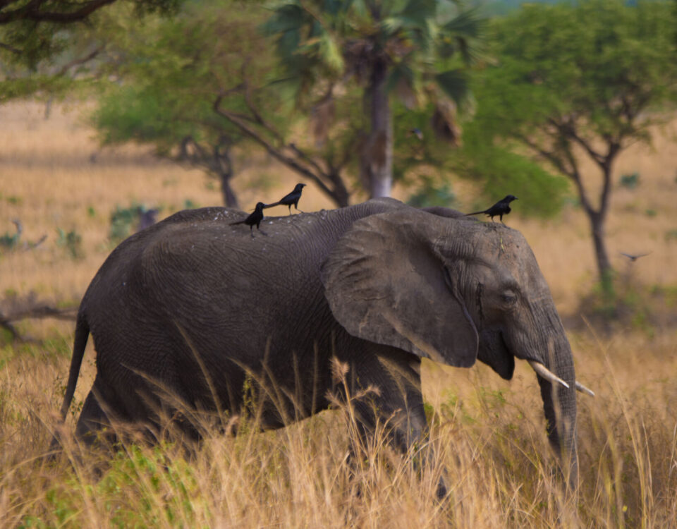 7-Day Off the Beaten Path Kenya Safari