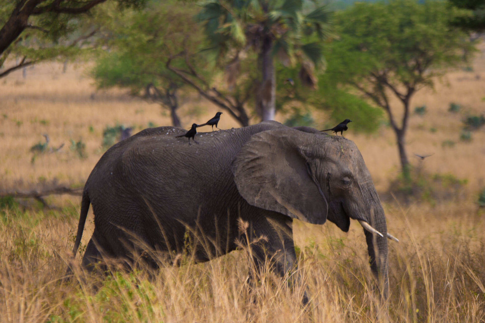 7-Day Off the Beaten Path Kenya Safari