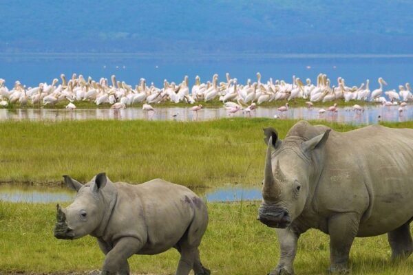 5-Day Kenya Wildlife Safari
