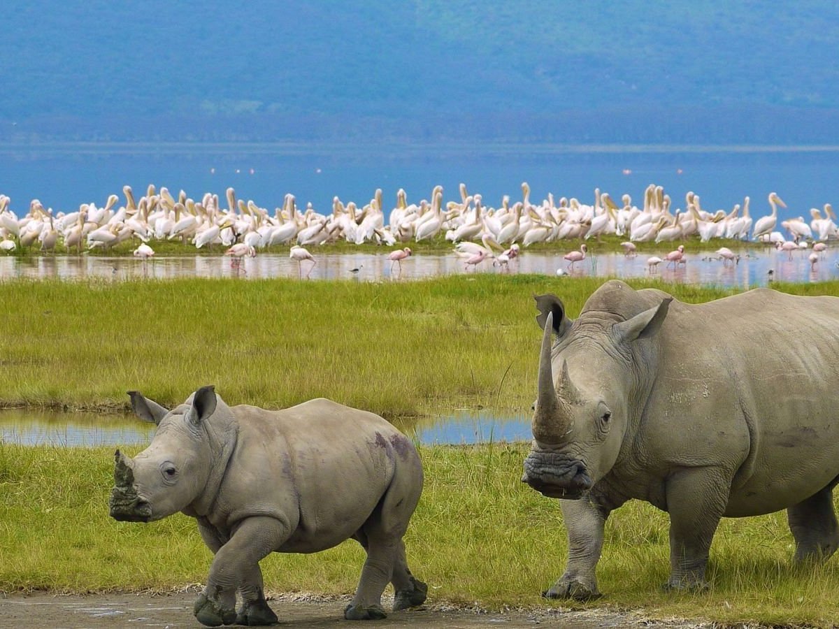 5-Day Kenya Wildlife Safari