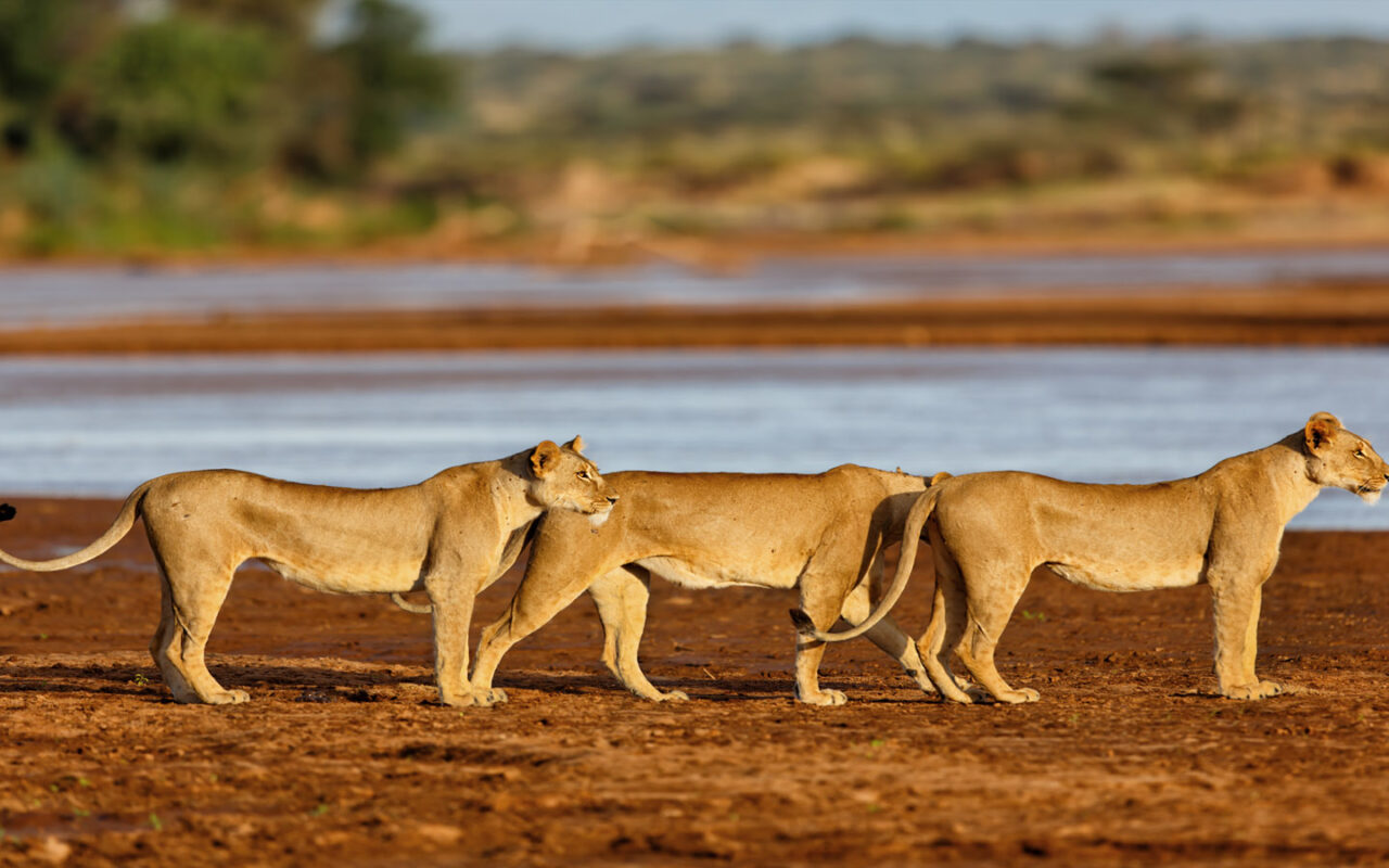 7-Day Kenya Wildlife Safari Holiday