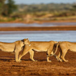 7-Day Kenya Wildlife Safari Holiday