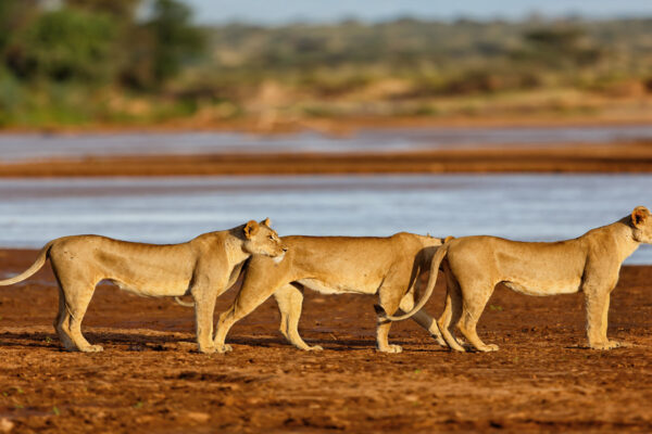 7-Day Kenya Wildlife Safari Holiday