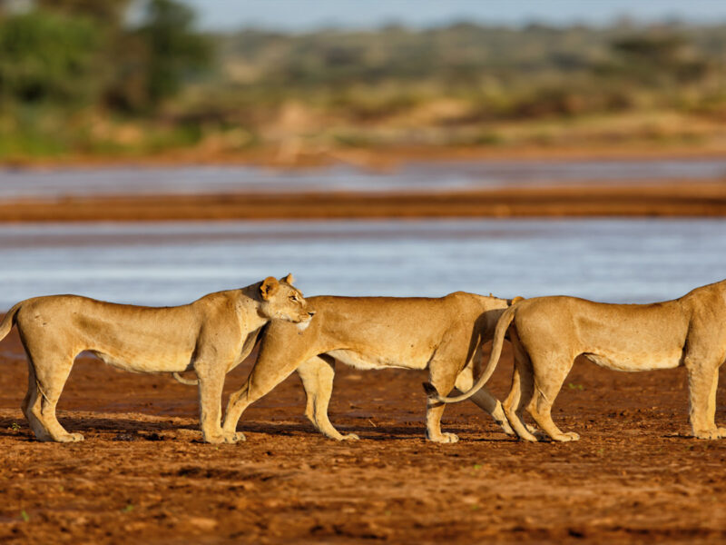 7-Day Kenya Wildlife Safari Holiday